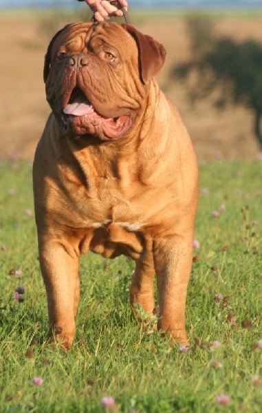 Du clos de malguenac - Dogue de Bordeaux - Portée née le 13/11/2011